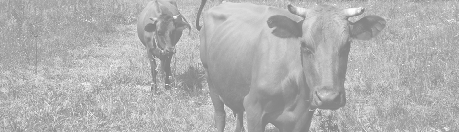 4header_pages Sioux Falls Regional Livestock